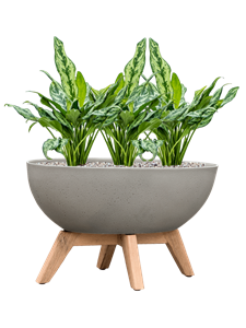 Aglaonema 'Miss Julliete' in Refined Retro with feet