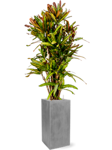 Croton (Codiaeum) variegatum 'Mammi' in Fiberstone