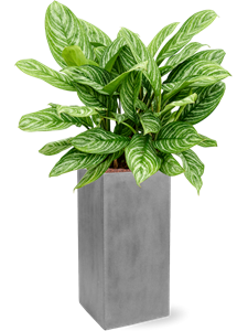 Aglaonema 'Stripes' in Fiberstone