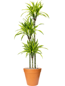 Dracaena fragrans 'Lemon Lime' in Fibrics Bamboo