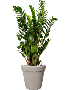 Zamioculcas zamiifolia in Fibrics Bamboo