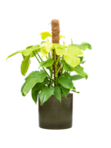 Philodendron 'Golden Violin' in Cylinder