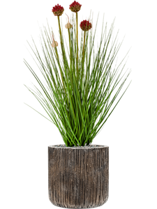 Grass Allium in Baq Luxe Lite Universe Waterfall