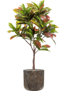 Croton in Baq Luxe Lite Universe Waterfall, 26923