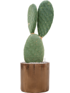 Opuntia titania in Cylinder