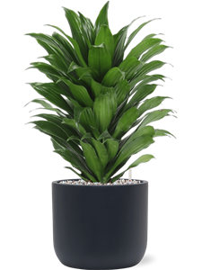 Dracaena fragrans 'Compacta' in Baq Ease