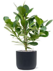 Clusia rosea 'Green Magic' in Baq Ease