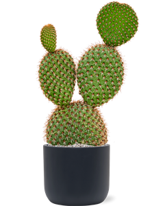 Opuntia pycnacantha in Baq Ease