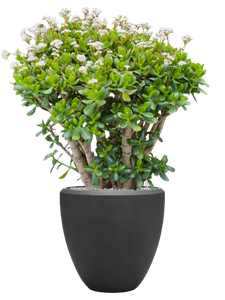 Crassula ovata in Baq Nucast