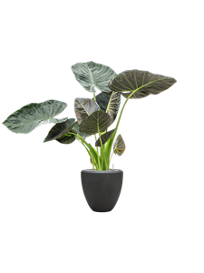 Alocasia 'Regal Shields' in Baq Nucast