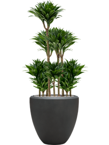 Dracaena fragrans 'Compacta' in Baq Nucast