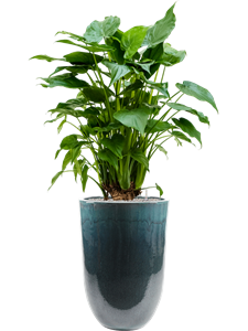 Alocasia cucullata in Pure