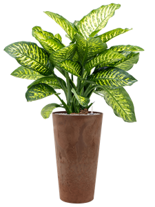 Dieffenbachia seguine 'Maroba' in Artstone, 27052