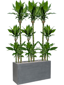 Dracaena fragrans 'Burundii' in Fiberstone, 27055