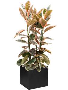 Ficus elastica 'Belize' in Fiberstone, 27056