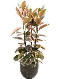 Ficus elastica 'Belize' in Array