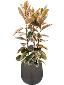 Ficus elastica 'Belize' in Casual