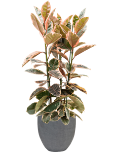 Ficus elastica 'Belize' in Fiberstone, 27061