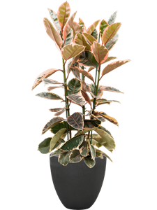 Ficus elastica 'Belize' in Baq Polystone Plain, 27065