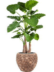 Alocasia calidora in Baq Facets Out Of Coco