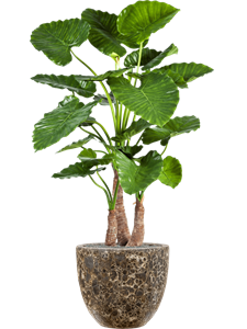 Alocasia calidora in Baq Lava, 27114