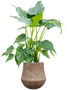 Alocasia cucullata in Baq Polystone Coated Plain