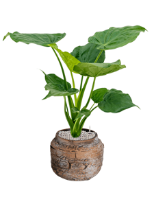 Alocasia cucullata in Magma