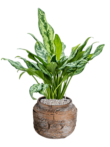 Aglaonema 'Miss Julliete' in Magma