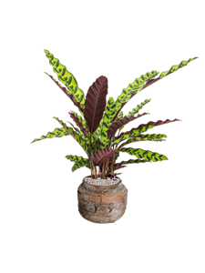 Calathea insignis in Magma