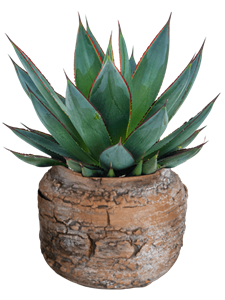 Agave 'Shaka Zulu' in Magma