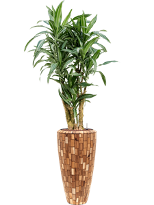 Dracaena fragrans 'Ulises' in Baq Facets Jenga