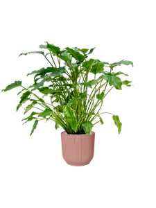 Philodendron 'Xanadu' in Vibes Fold, 27226