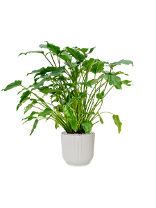 Philodendron 'Xanadu' in Vibes Fold, 27234