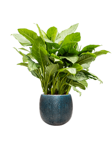 Aglaonema 'Freedman' in Marly, 27253