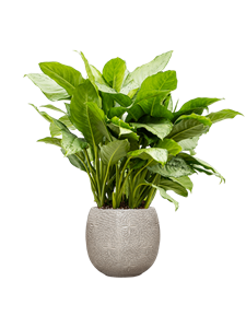 Aglaonema 'Freedman' in Marly, 27258