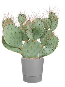 Opuntia capocentra in Greensense Aqua Care