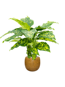 Dieffenbachia seguine 'Cheetah' in Marly