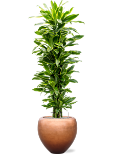 Dracaena 'Golden Coast' in Baq Metallic Silver leaf, 27341