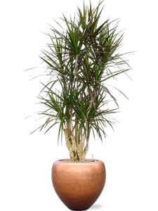 Dracaena marginata 'Margenta' in Baq Metallic Silver leaf, 27345