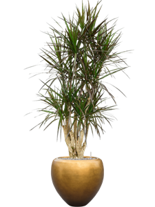 Dracaena marginata 'Margenta' in Baq Metallic Silver leaf, 27346