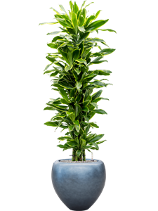 Dracaena 'Golden Coast' in Baq Metallic Silver leaf, 27360