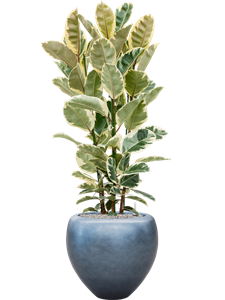 Ficus elastica 'Tineke' in Baq Metallic Silver leaf