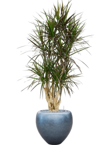 Dracaena marginata 'Margenta' in Baq Metallic Silver leaf, 27363