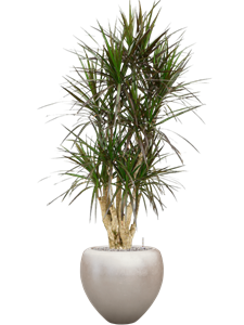 Dracaena marginata 'Margenta' in Baq Metallic Silver leaf, 27364