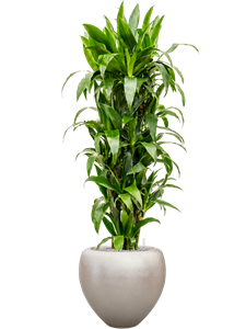 Dracaena fragrans 'Janet Craig' in Baq Metallic Silver leaf, 27368