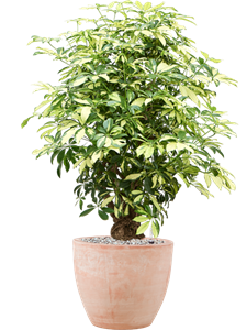 Schefflera arboricola 'Trinette' in Terra Cotta