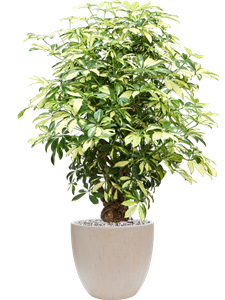 Schefflera arboricola 'Trinette' in Baq Raindrop