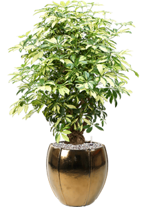 Schefflera arboricola 'Trinette' in Moda