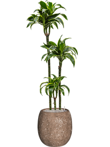 Dracaena fragrans 'Dorado' in Baq Polystone Coated Plain, 27389