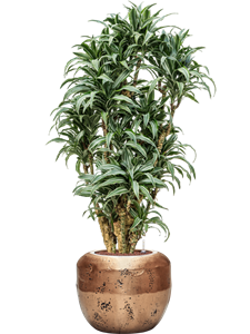 Dracaena deremensis 'Warneckei compacta' in Baq Opus Raw